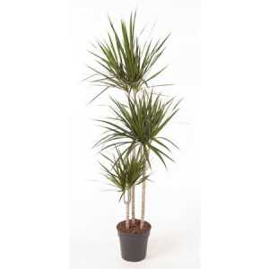 Drac Marginata 90-60-30
