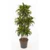 Dracaena Dorado 90-carrousel