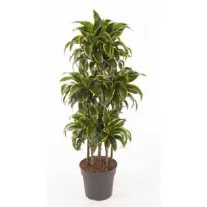Dracaena Dorado 90-carrousel