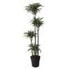 Dracaena Jade Jewel 120-90-60-30