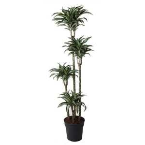 Dracaena Jade Jewel 120-90-60-30