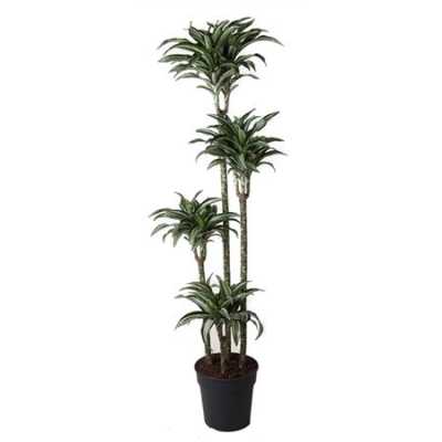 Dracaena Jade Jewel 120-90-60-30