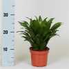 Dracaena Kopstek Green