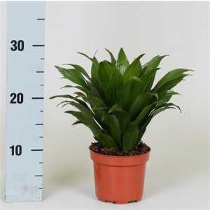 Dracaena Kopstek Green