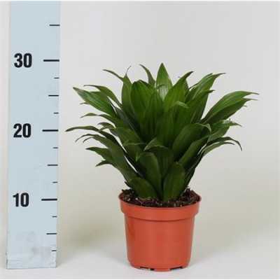 Dracaena Kopstek Green