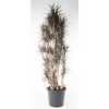 Dracaena Magenta Vertakt P60