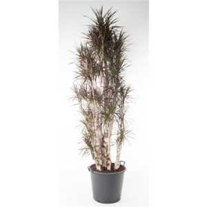 Dracaena Magenta Vertakt P60