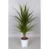Dracaena Marginata 30-10