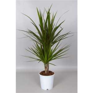 Dracaena Marginata 30-10