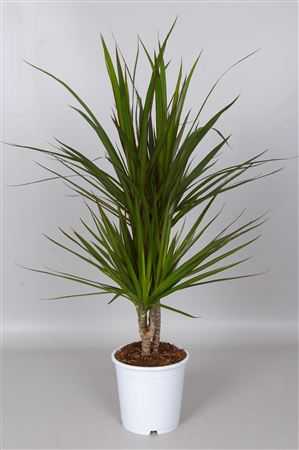 Dracaena Marginata 30-10