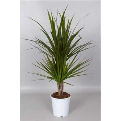 Dracaena Marginata 30-10