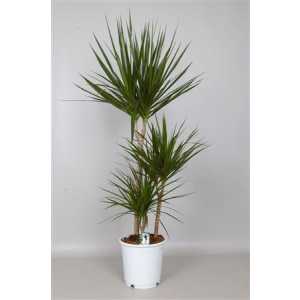 Dracaena Marginata 60-30-15