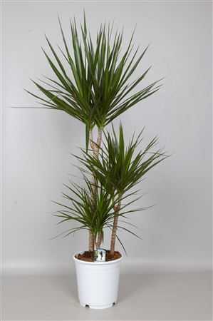 Dracaena Marginata 60-30-15