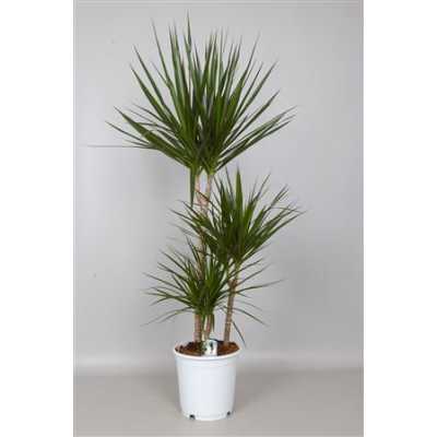 Dracaena Marginata 60-30-15