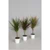 Dracaena Mix 1 Stam