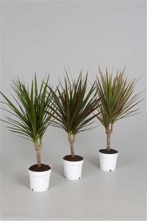 Dracaena Mix 1 Stam