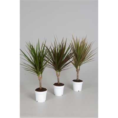 Dracaena Mix 1 Stam