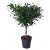 Dracaena Reflexa Gevlochten Stam P24