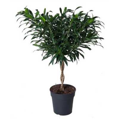 Dracaena Reflexa Gevlochten Stam P24