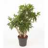 Dracaena Reflexa Vertakt P27
