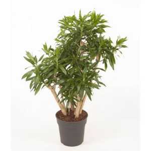 Dracaena Reflexa Vertakt P27