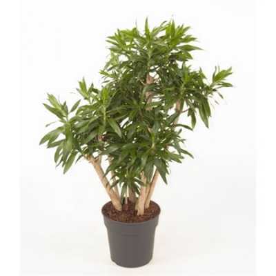 Dracaena Reflexa Vertakt P27