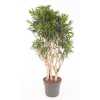 Dracaena Reflexa Vertakt P40