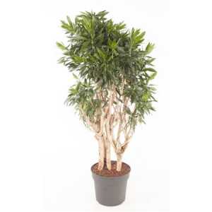 Dracaena Reflexa Vertakt P40