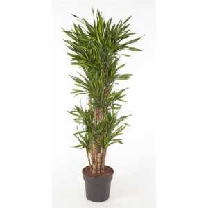 Dracaena Riki Vertakt P34