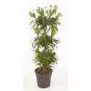 Dracaena Song Of Jamaica Carrousel P27