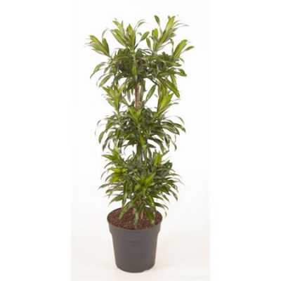 Dracaena Song Of Jamaica Carrousel P27