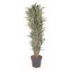 Dracaena Warnckei Vertakt P40