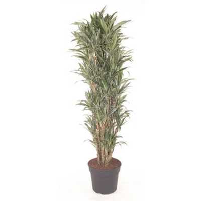 Dracaena Warnckei Vertakt P40
