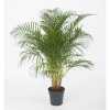 Dypsis Lutescens(areca) P27