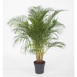 Dypsis Lutescens(areca) P27