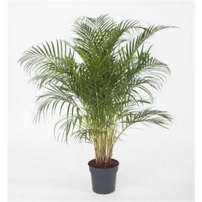 Dypsis Lutescens(areca) P27