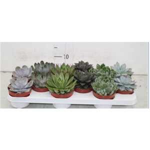 Echeveria Gemengd