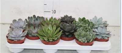 Echeveria Gemengd