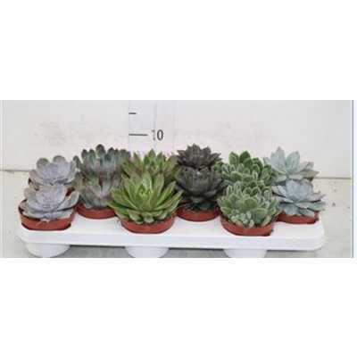 Echeveria Gemengd
