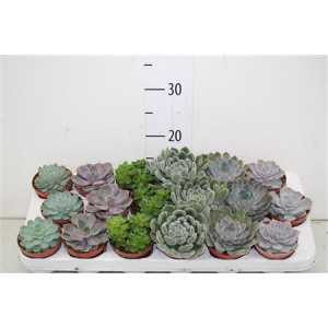 Echeveria Gemengd