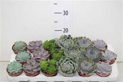 Echeveria Gemengd