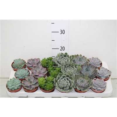 Echeveria Gemengd