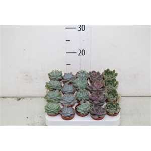 Echeveria Gemengd