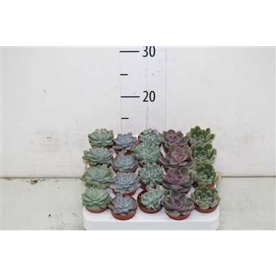 Echeveria Gemengd
