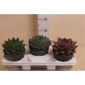 Echeveria Mix