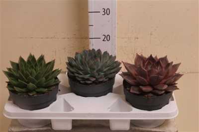 Echeveria Mix