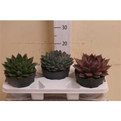 Echeveria Mix
