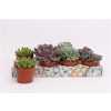 Echeveria Mix