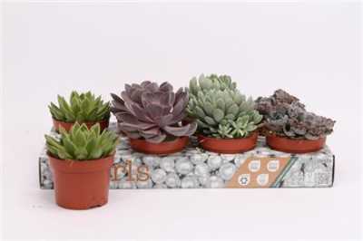 Echeveria Mix