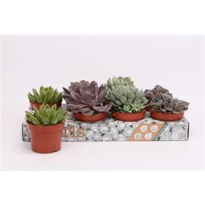 Echeveria Mix